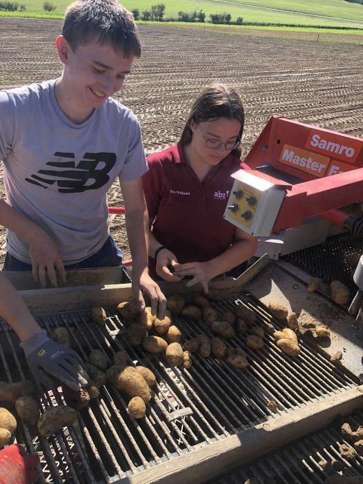 Schüler:in bei der Kartoffelernte