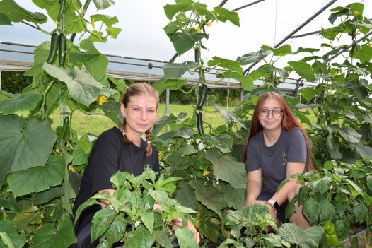 Zwei Schülerinnen im Folienhaus bei den Paprikapflanzen