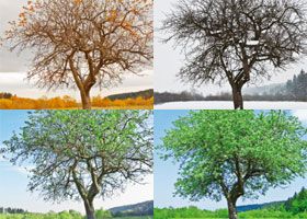 Vier Bilder auf denen derselbe Baum in den vier Jahreszeiten abgebildet ist
