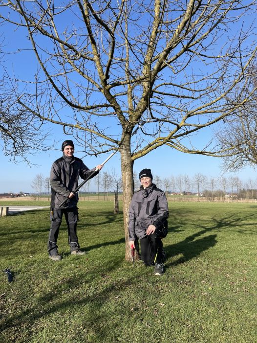 Zwei Schüler:innen beim schneiden eines großen Obstbaumes mit der Baumsäge