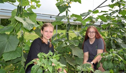 Zwei Schülerinnen im Folienhaus bei den Paprikapflanzen